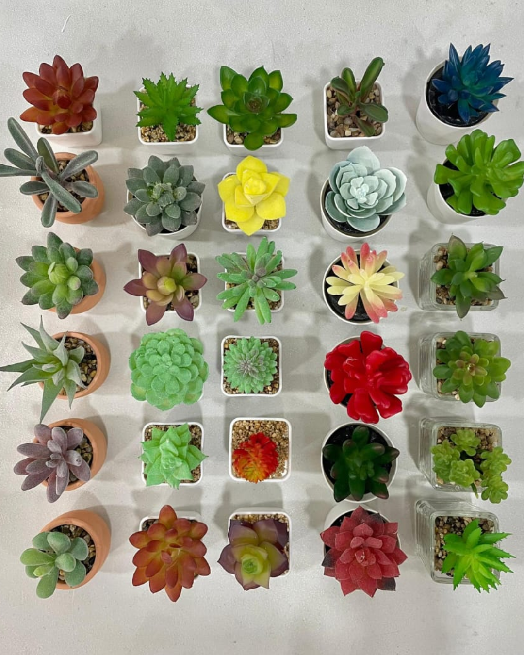 Mini suculentas