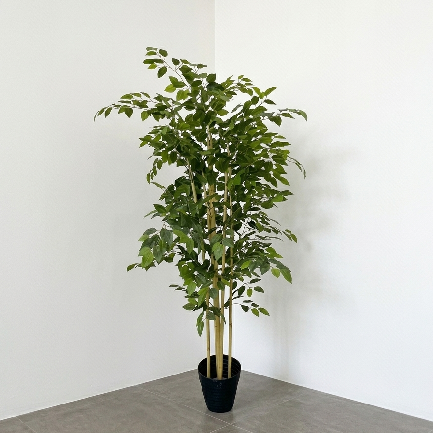 Planta Ficus Benjamina 1.50m