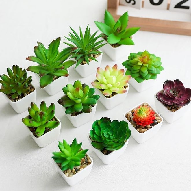 Plantas para materos