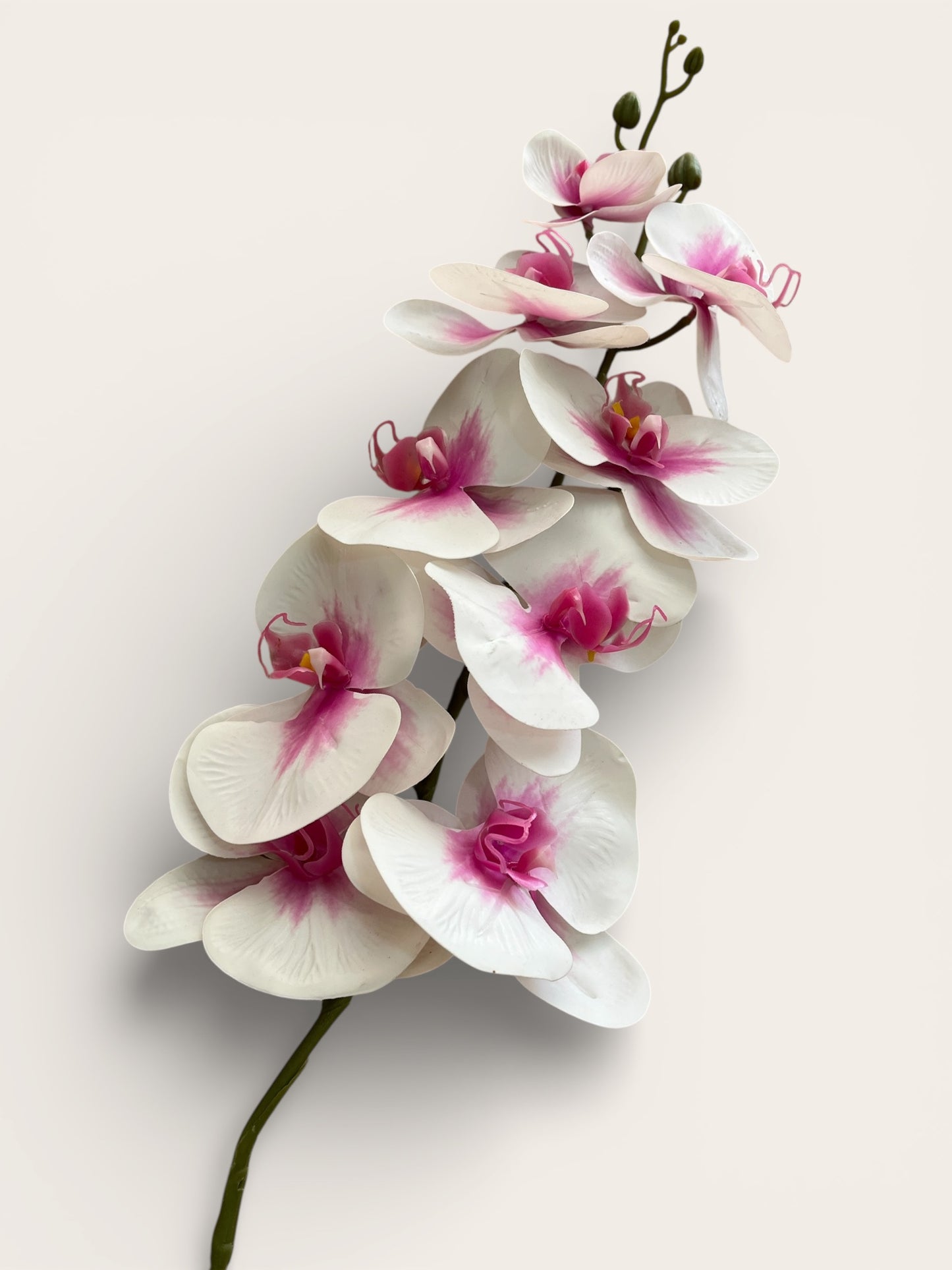 Orquídeas Phalaenopsis