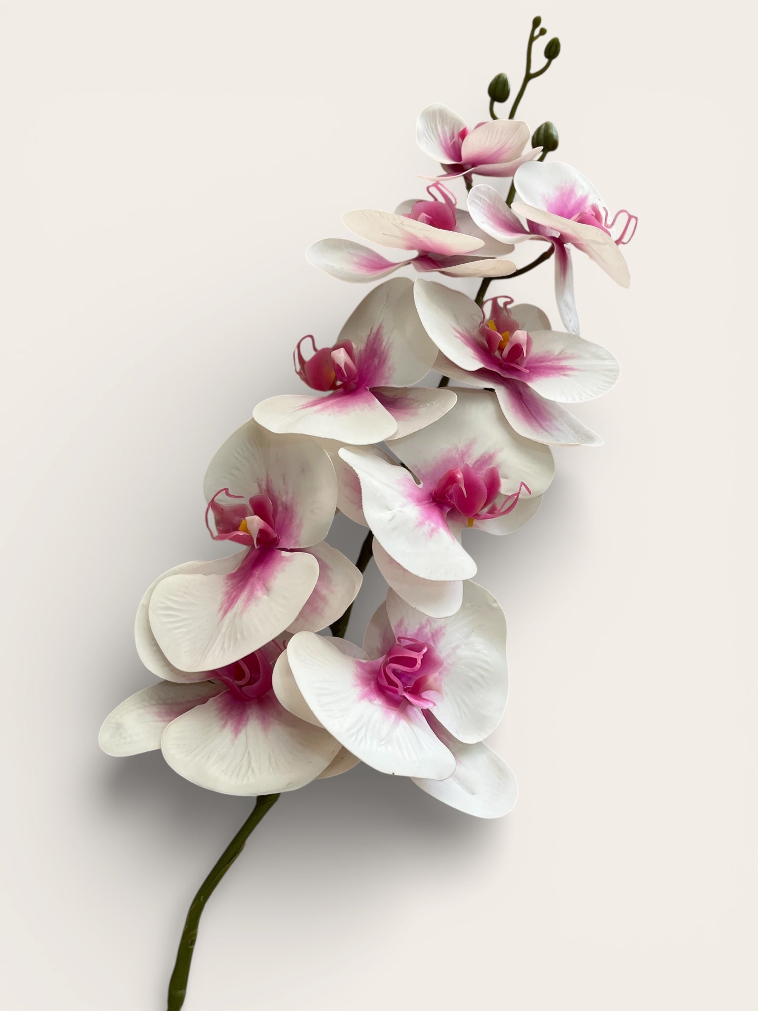 Orquídeas Phalaenopsis