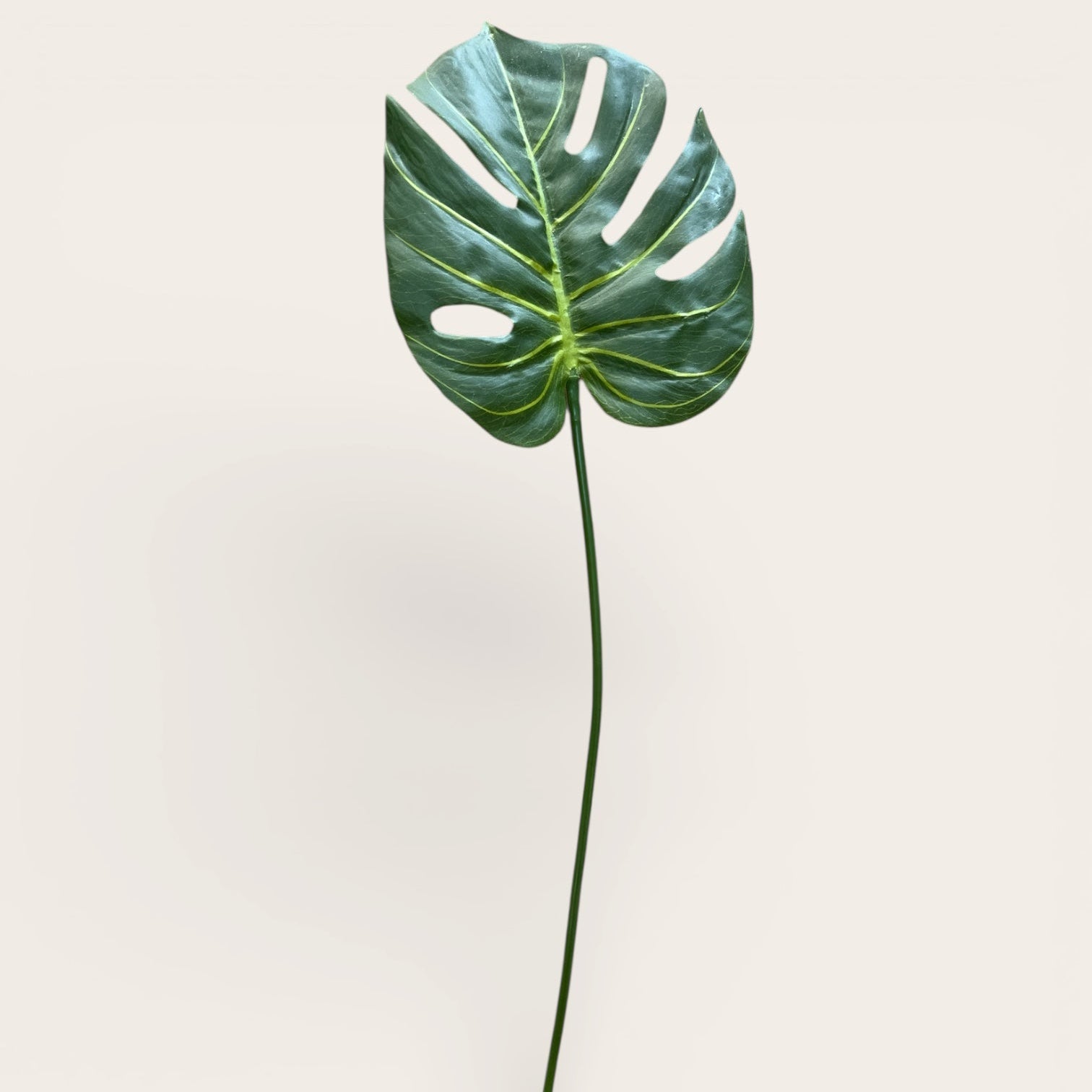 Monstera Deliciosa
