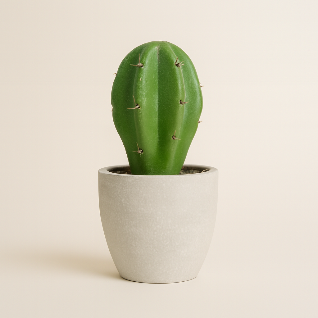 Mini Cactus