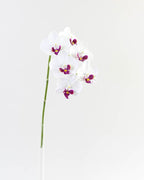 Orquídeas Phalaenopsis