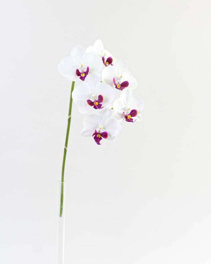 Orquídeas Phalaenopsis