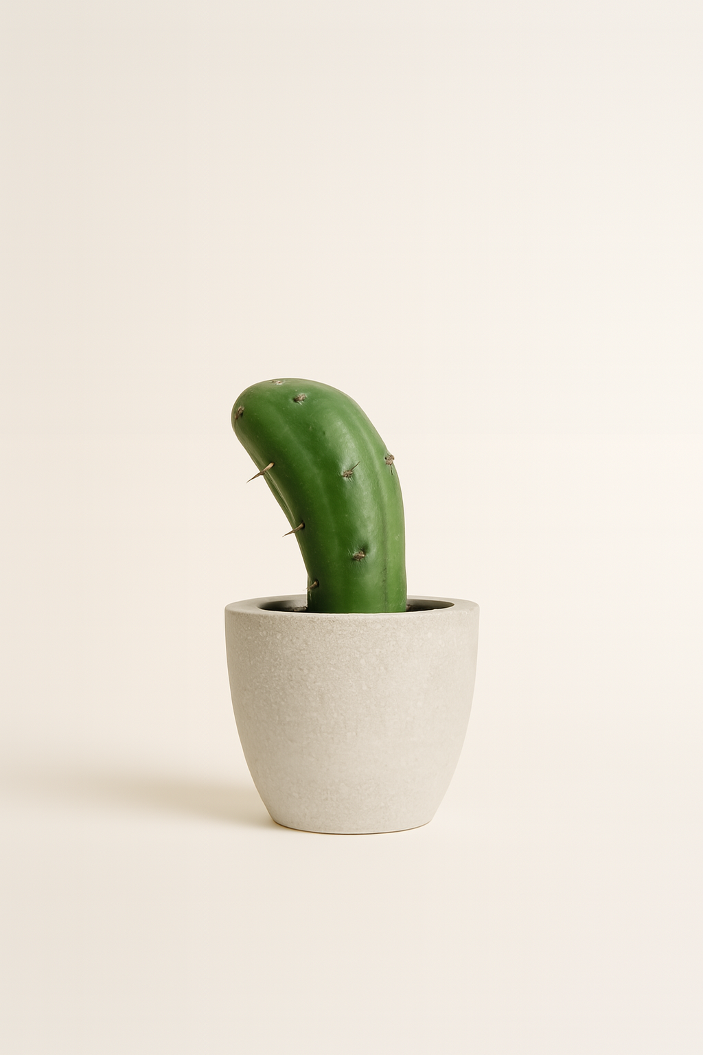 Mini Cactus