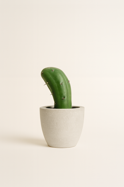 Mini Cactus