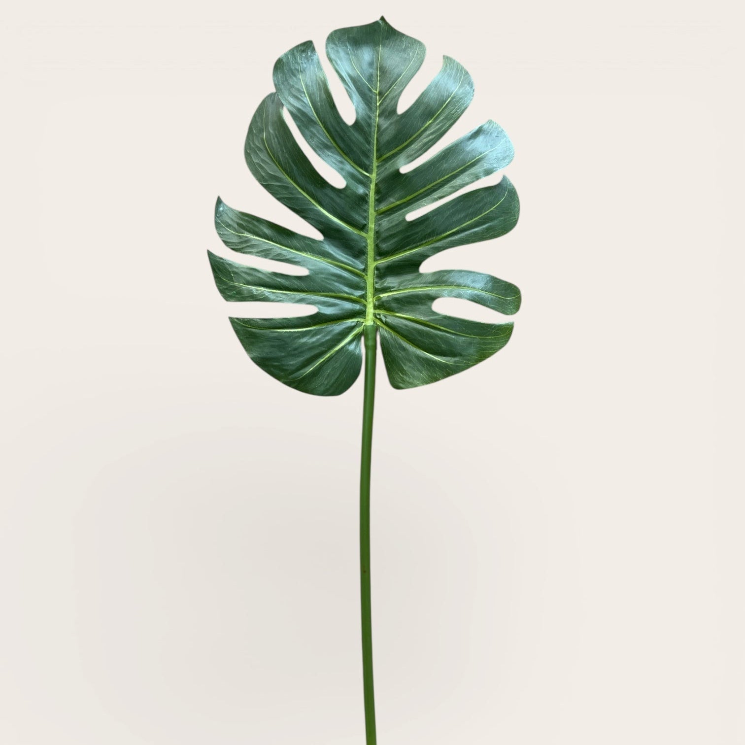 Monstera Deliciosa