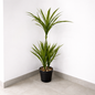 Planta Dracaena 80cm