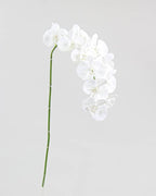 Orquídeas Phalaenopsis