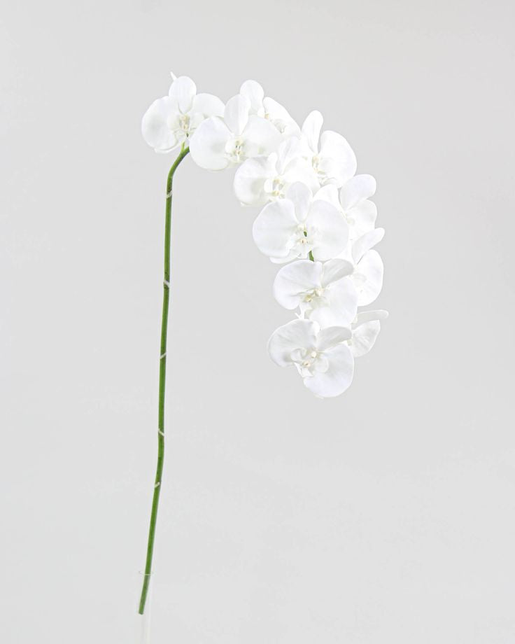 Orquídeas Phalaenopsis