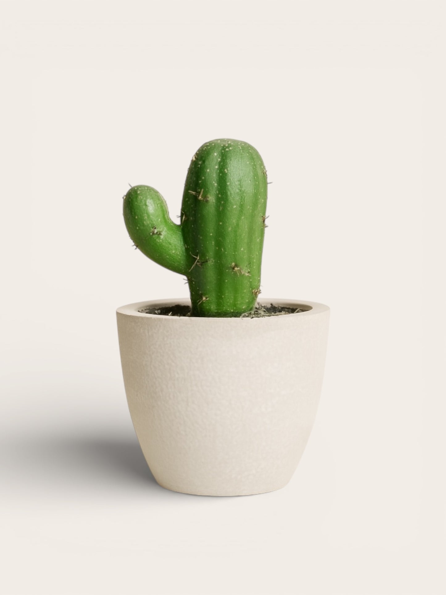 Mini Cactus