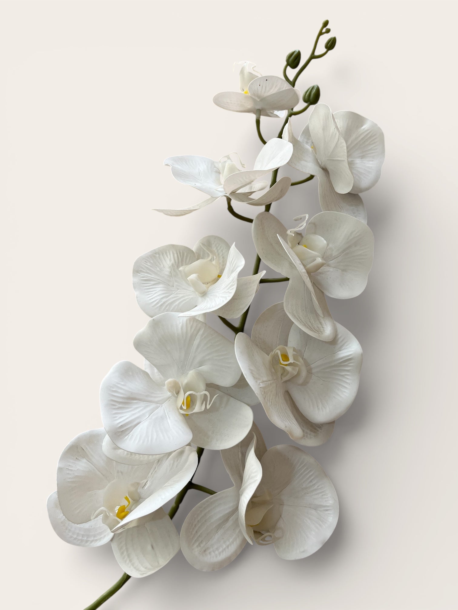 Orquídeas Phalaenopsis