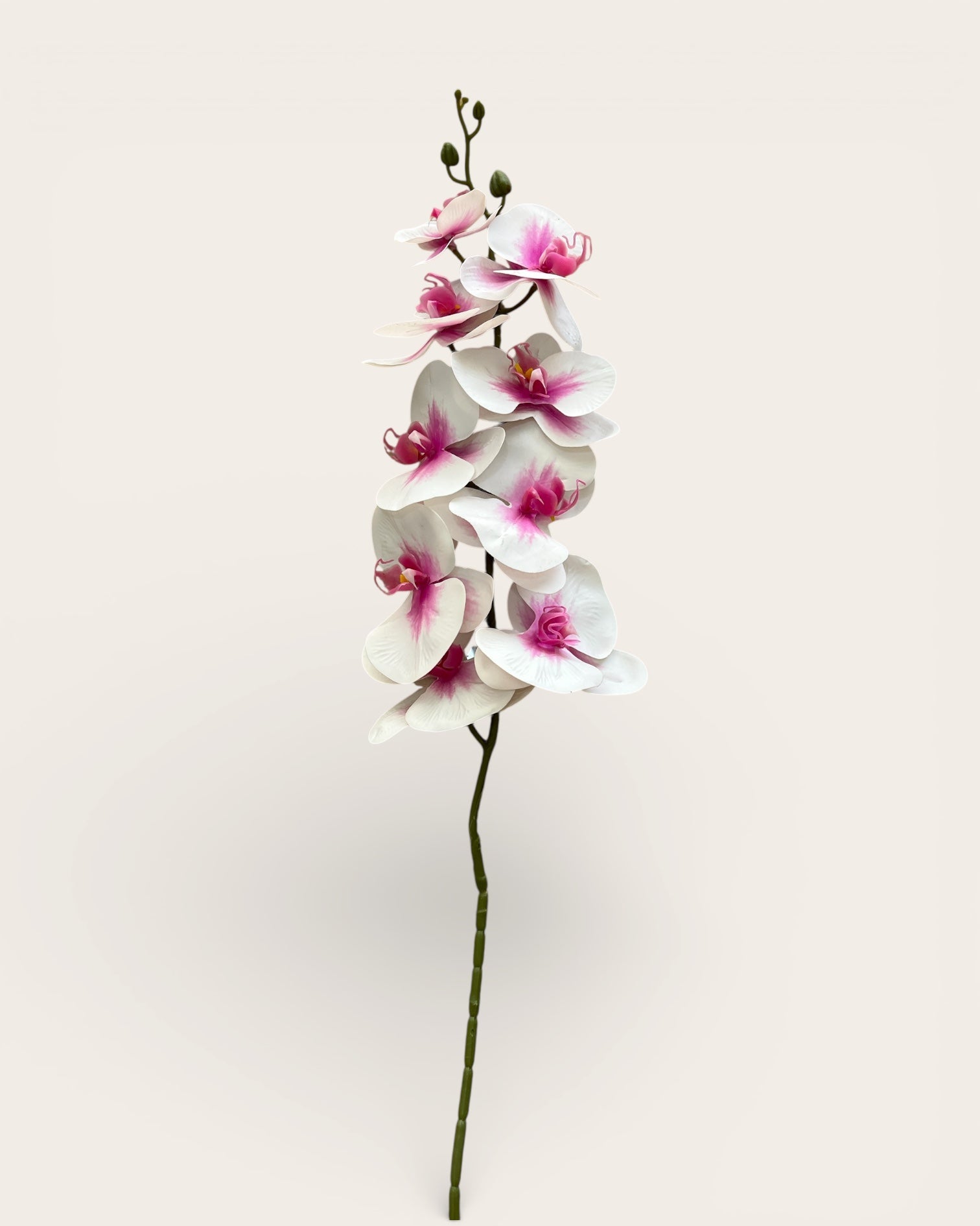 Orquídeas Phalaenopsis