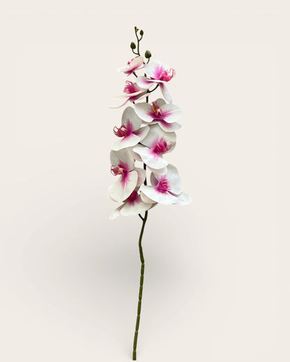 Orquídeas Phalaenopsis