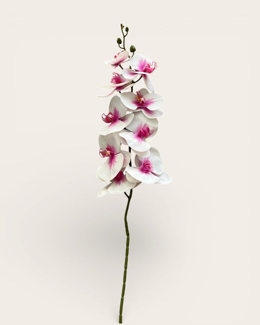 Orquídeas Phalaenopsis