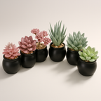 Mini suculentas