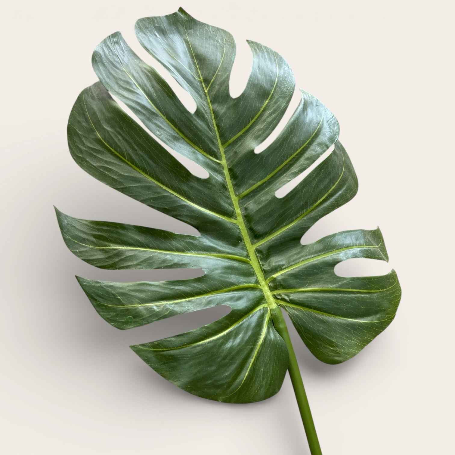 Monstera Deliciosa