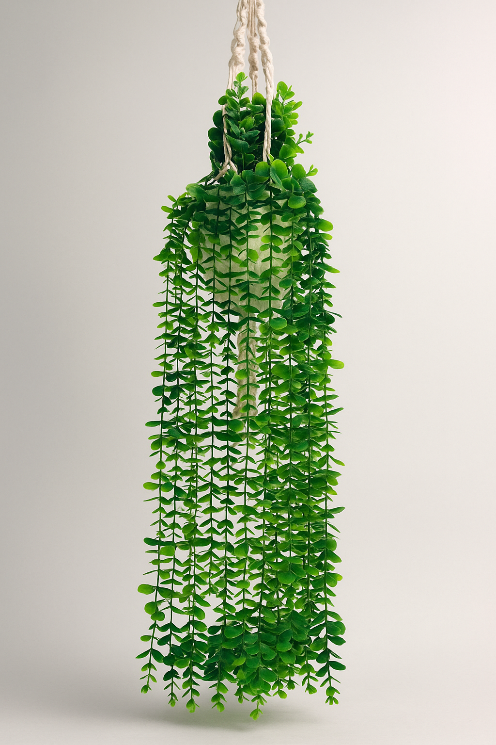 Plantas de Rosario 5 hiedras