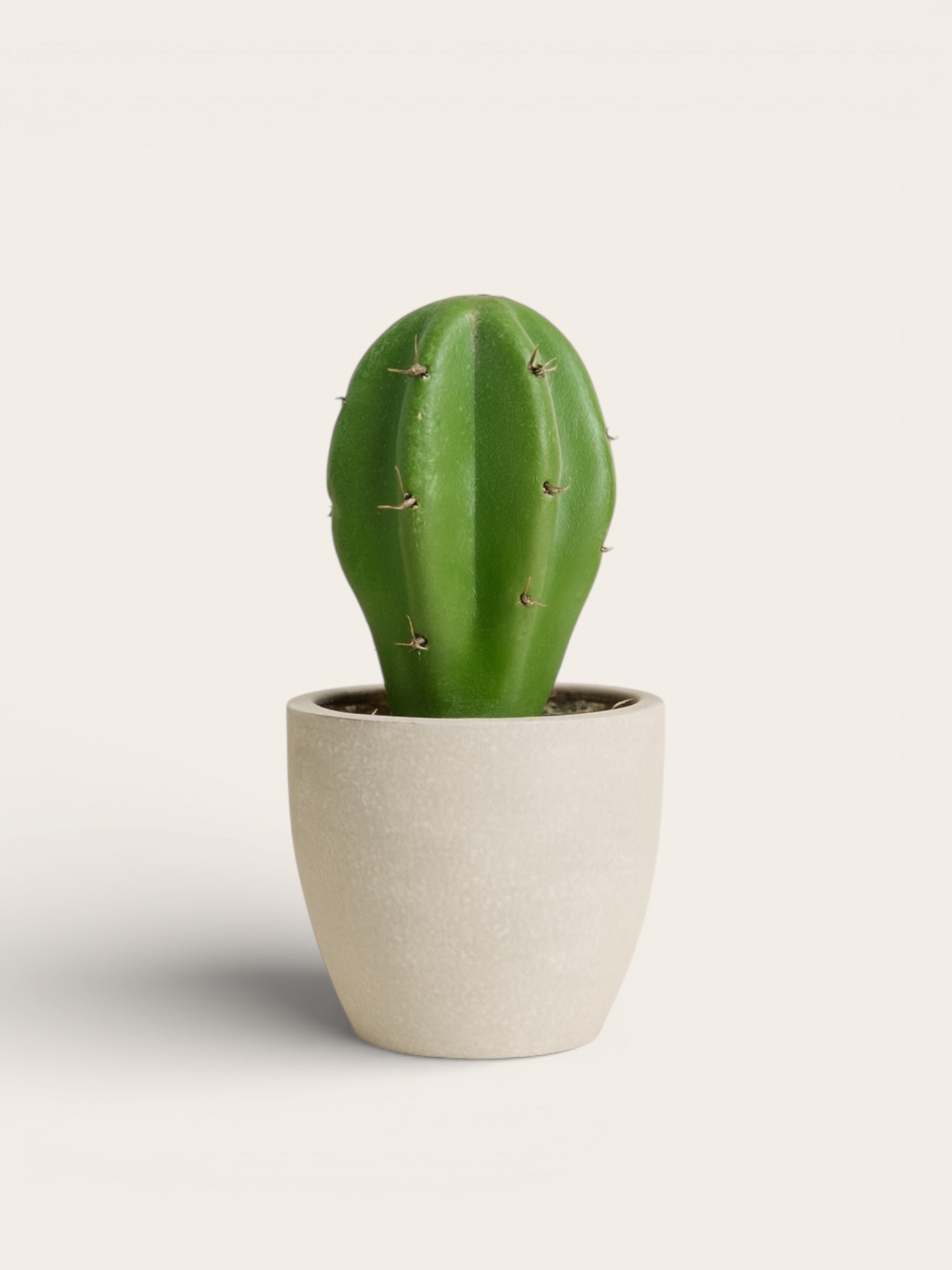 Mini Cactus