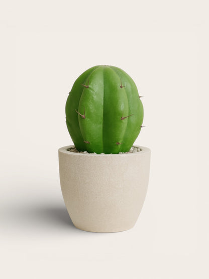 Mini Cactus