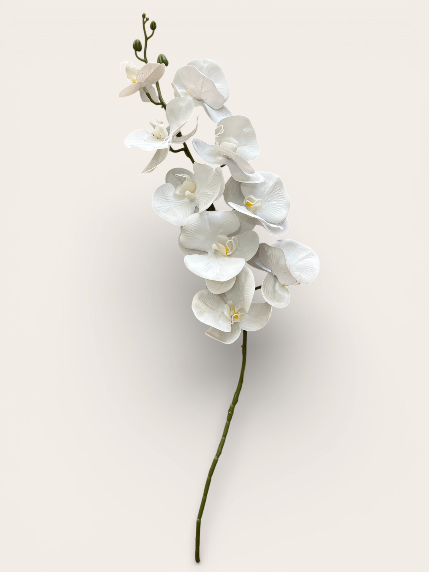 Orquídeas Phalaenopsis