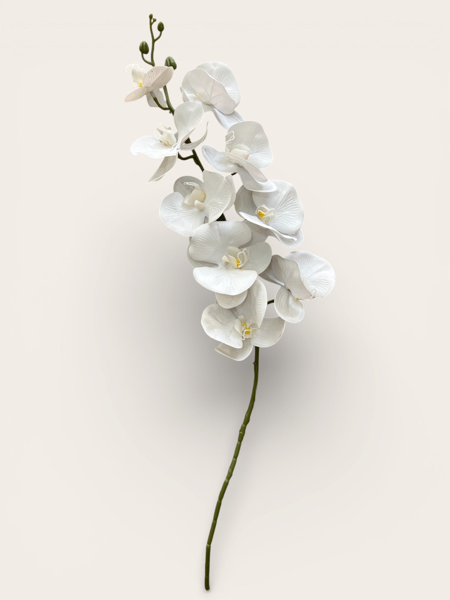 Orquídeas Phalaenopsis