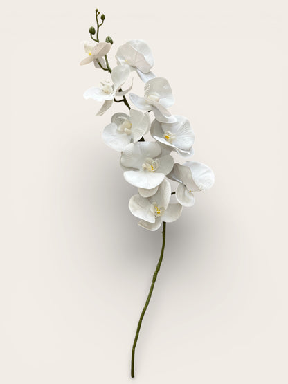 Orquídeas Phalaenopsis