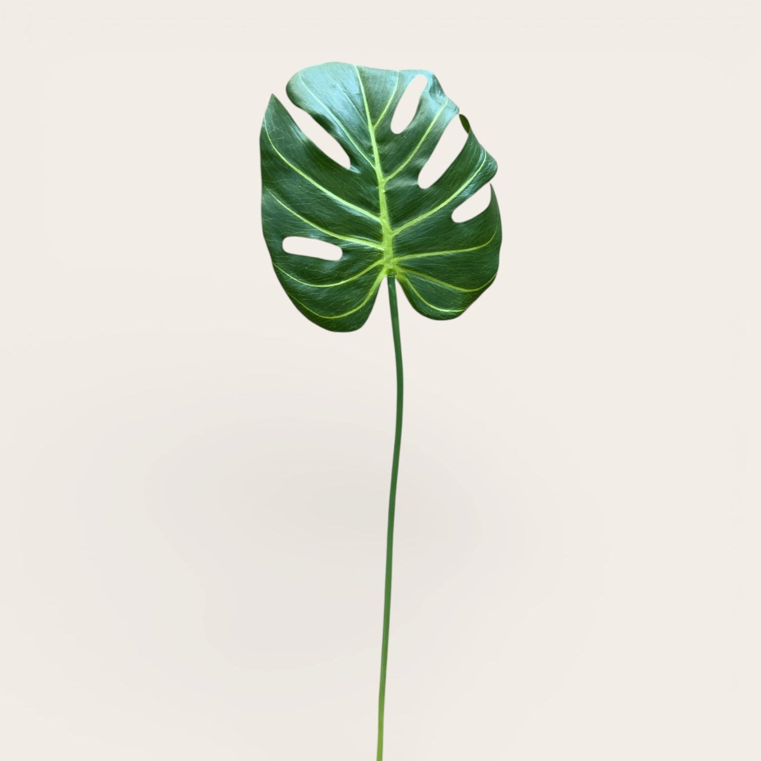 Monstera Deliciosa