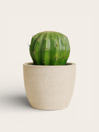 Mini Cactus