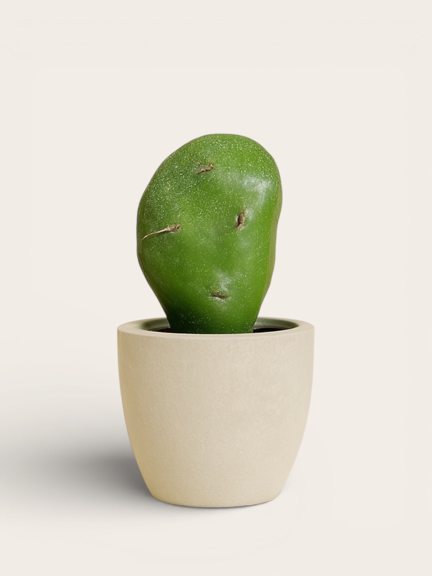 Mini Cactus