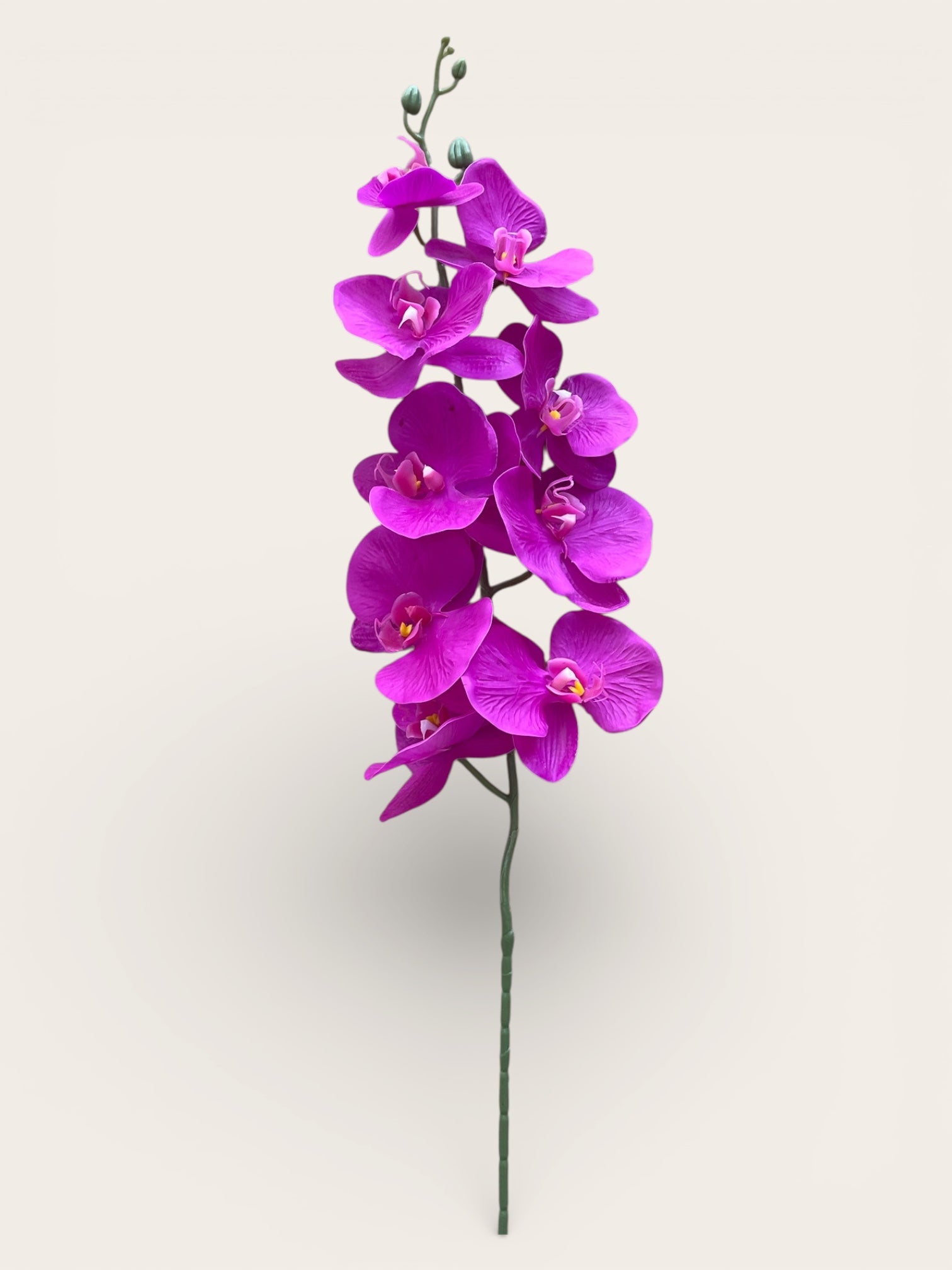 Orquídeas Phalaenopsis