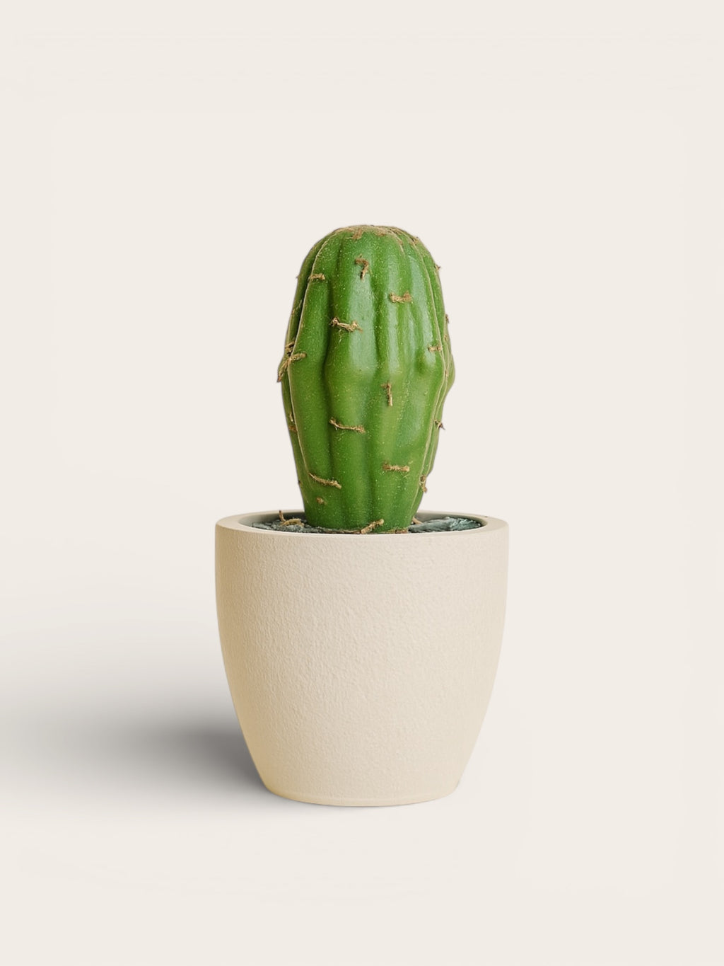 Mini Cactus