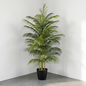 Planta de Palma 1.50m