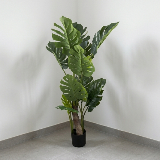 Monstera 1.50m