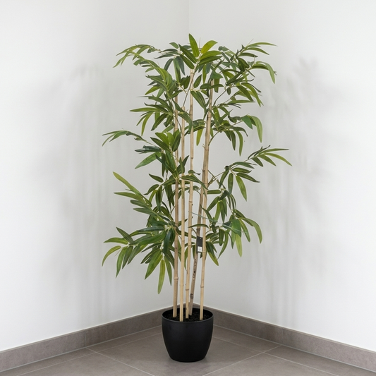 Planta Bambú 1.50m
