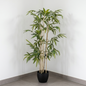 Planta Bambú 1.50m