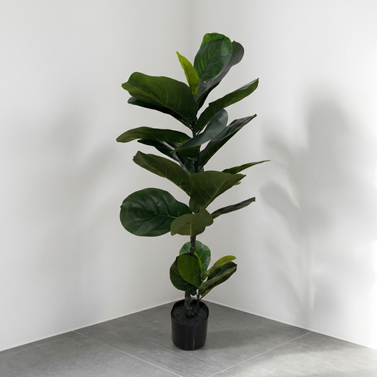 Ficus Lyrata 1.10m