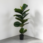 Ficus Lyrata 1.10m