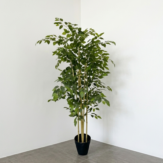 Planta Ficus Benjamina 1.50m