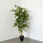 Planta Ficus Benjamina 1.50m