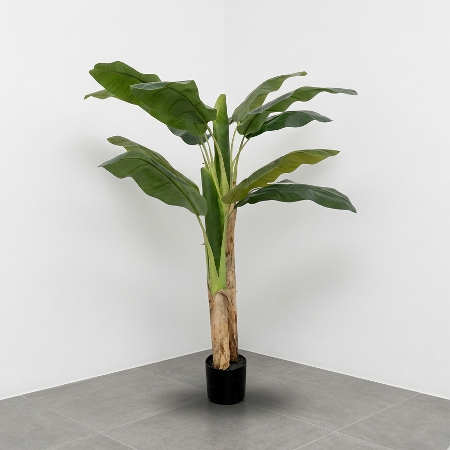 Planta de Banano 1.50m