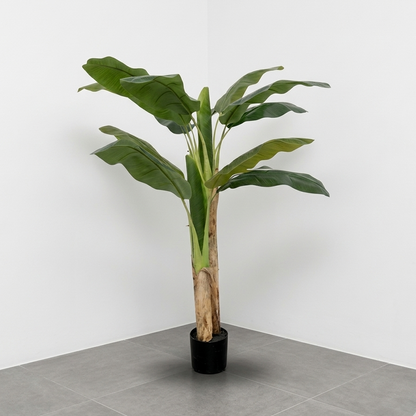 Planta de Banano 1.50m