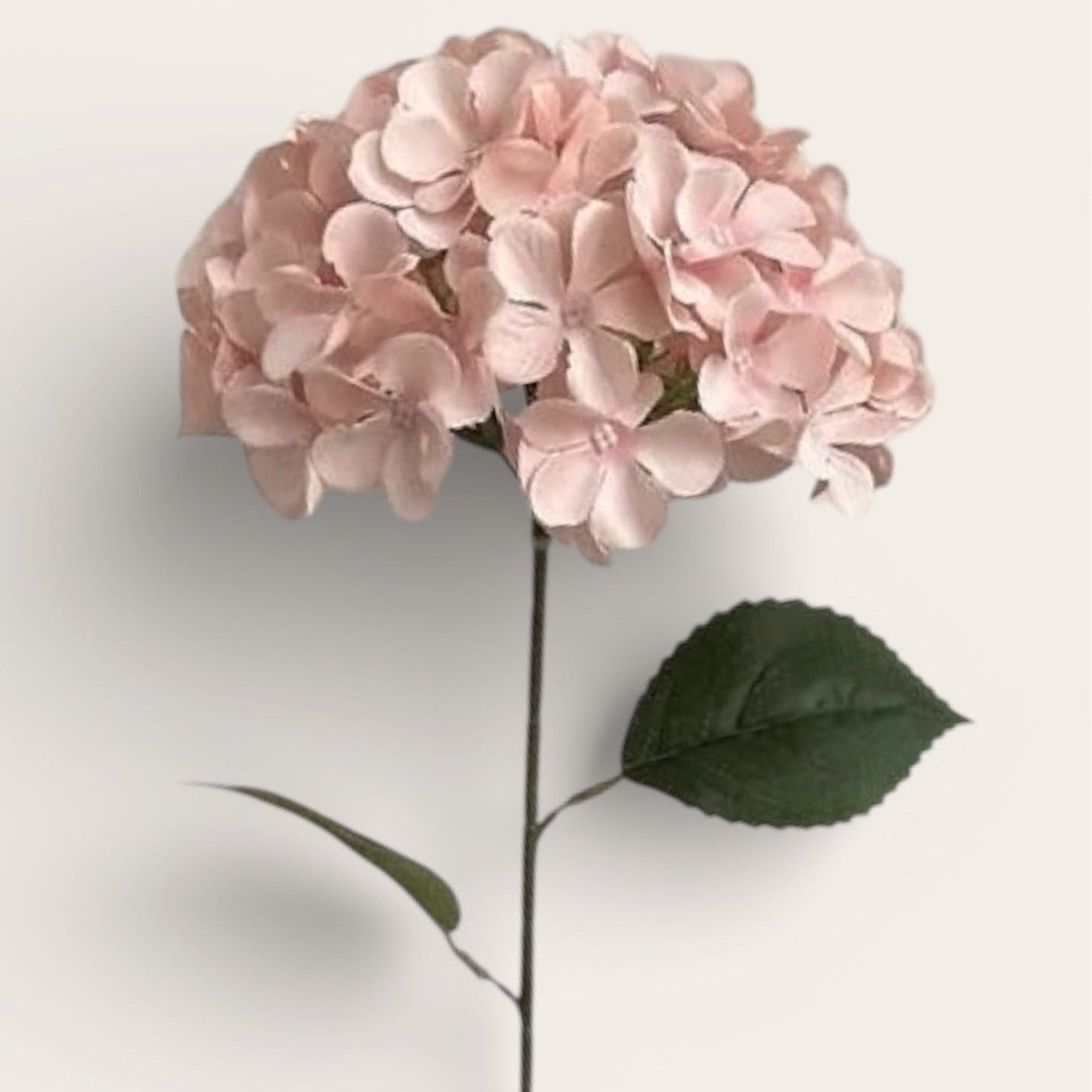 Hortensias