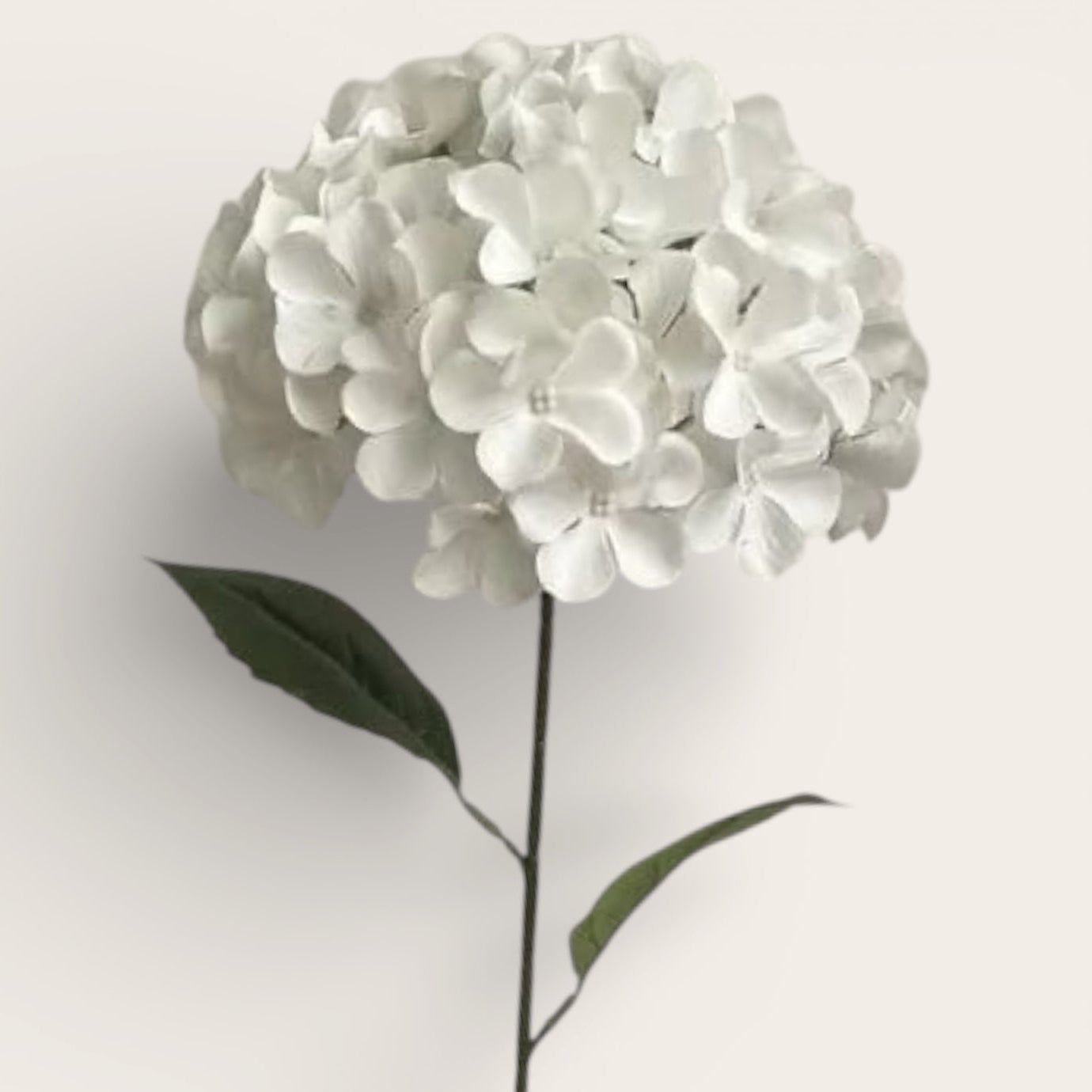 Hortensias