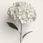 Hortensias