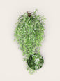 Flores dichondras colgantes