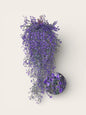 Flores dichondras colgantes