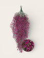 Flores dichondras colgantes