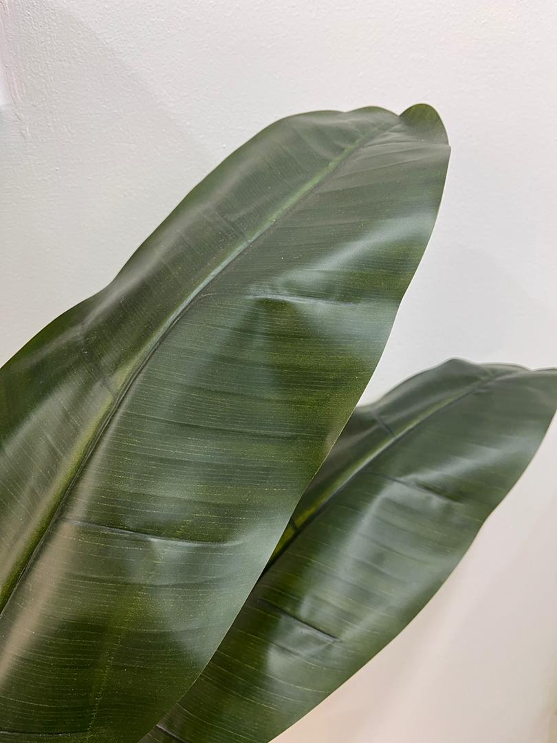 Planta de Banano 1.50m